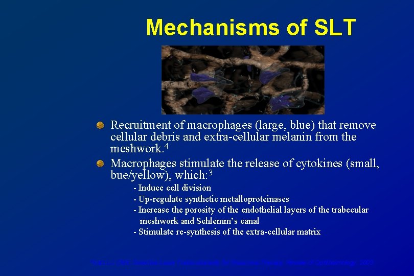 Mechanisms of SLT Recruitment of macrophages (large, blue) that remove cellular debris and extra-cellular