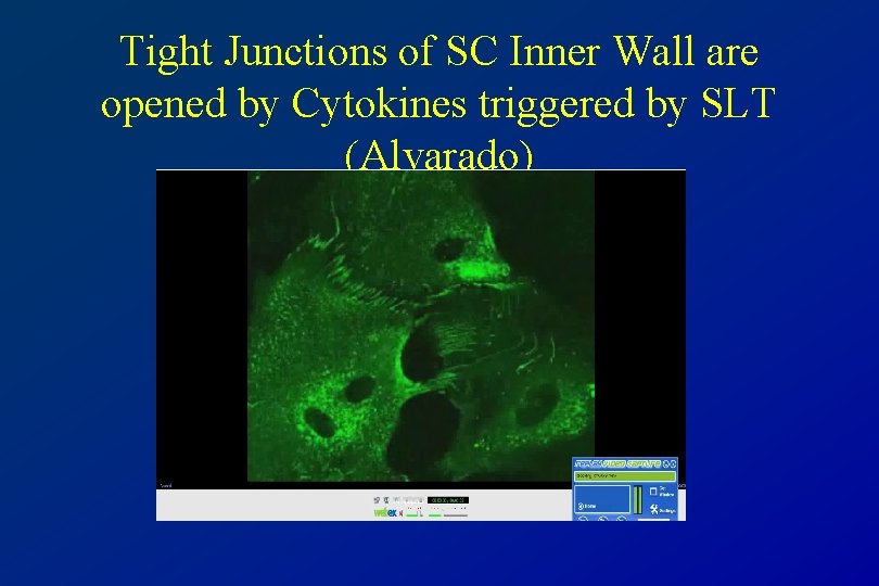 Tight Junctions of SC Inner Wall are opened by Cytokines triggered by SLT (Alvarado)
