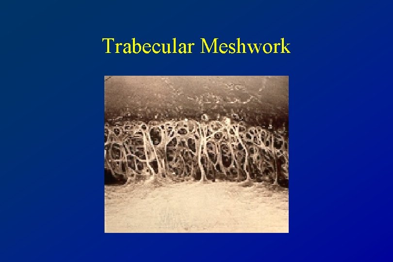 Trabecular Meshwork 