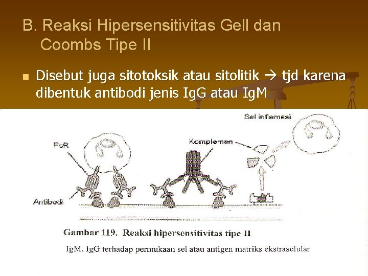 B. Reaksi Hipersensitivitas Gell dan Coombs Tipe II n Disebut juga sitotoksik atau sitolitik