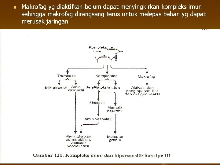 n Makrofag yg diaktifkan belum dapat menyingkirkan kompleks imun sehingga makrofag dirangsang terus untuk