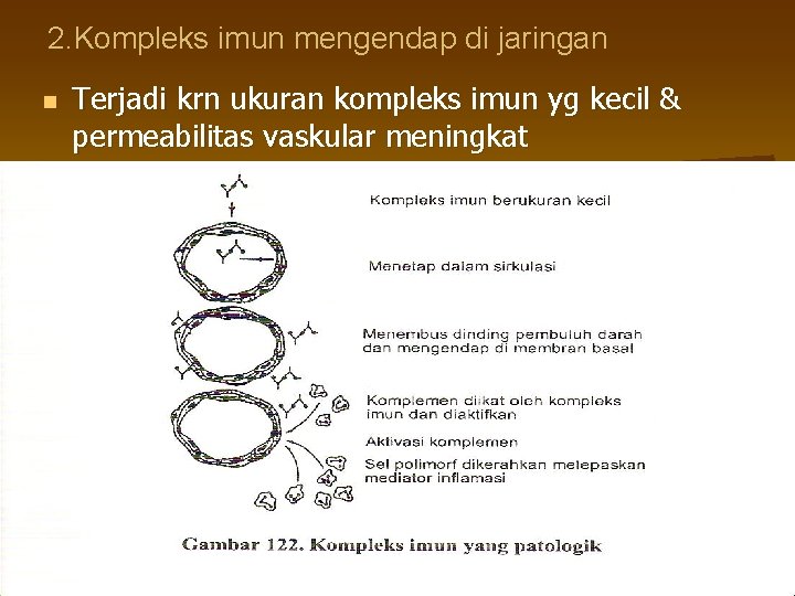 2. Kompleks imun mengendap di jaringan n Terjadi krn ukuran kompleks imun yg kecil