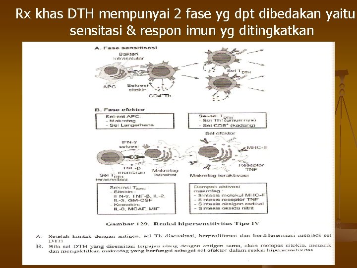 Rx khas DTH mempunyai 2 fase yg dpt dibedakan yaitu sensitasi & respon imun