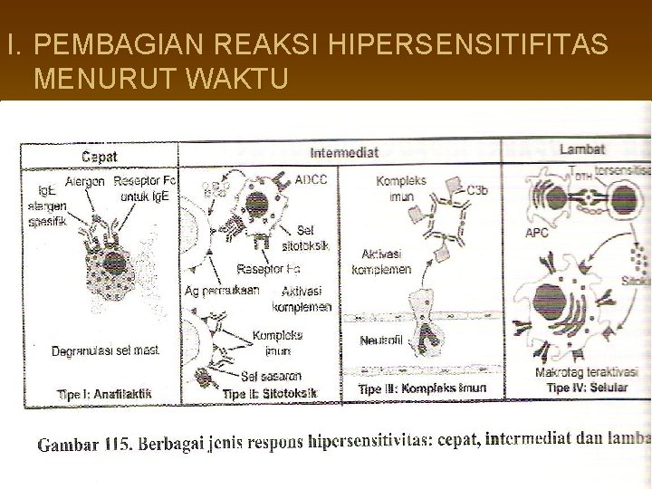 I. PEMBAGIAN REAKSI HIPERSENSITIFITAS MENURUT WAKTU 