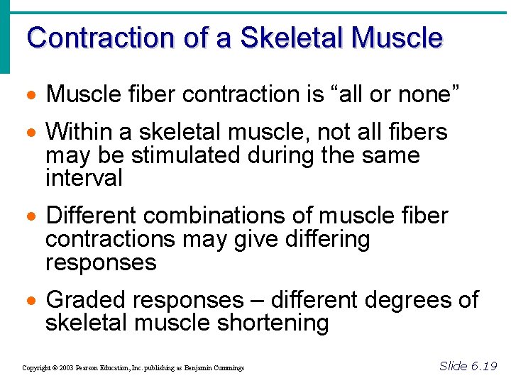 Contraction of a Skeletal Muscle · Muscle fiber contraction is “all or none” ·