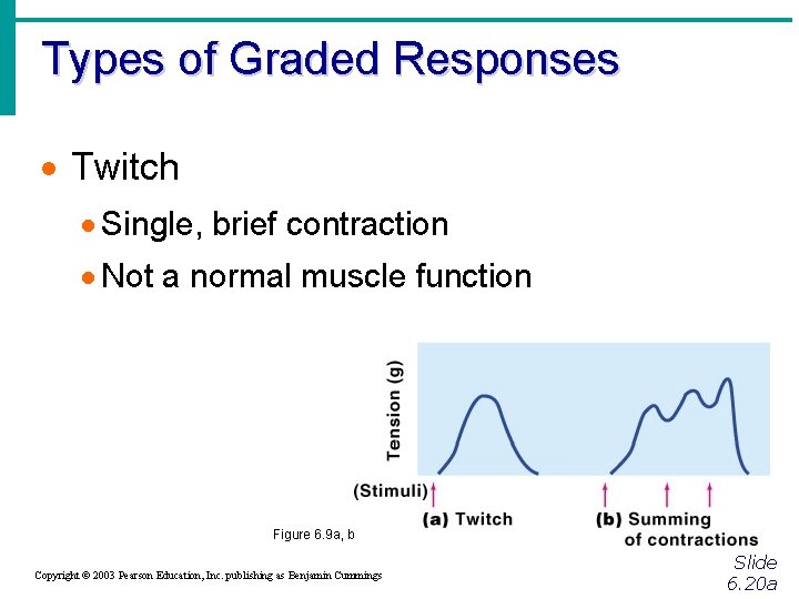 Types of Graded Responses · Twitch · Single, brief contraction · Not a normal