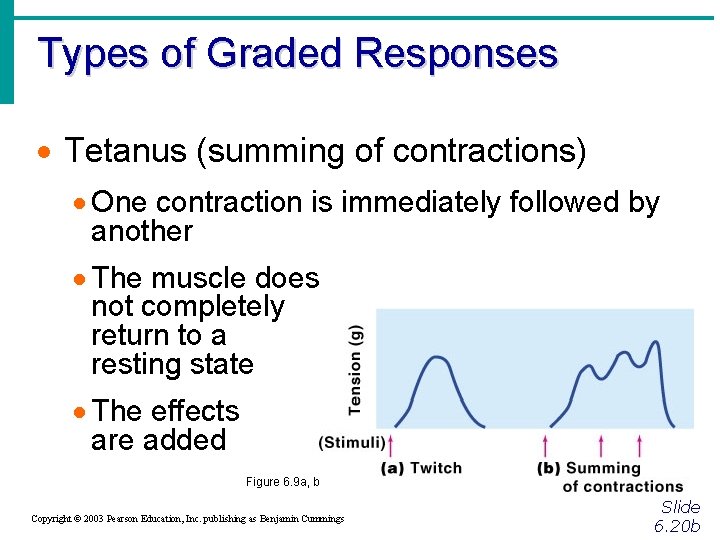 Types of Graded Responses · Tetanus (summing of contractions) · One contraction is immediately