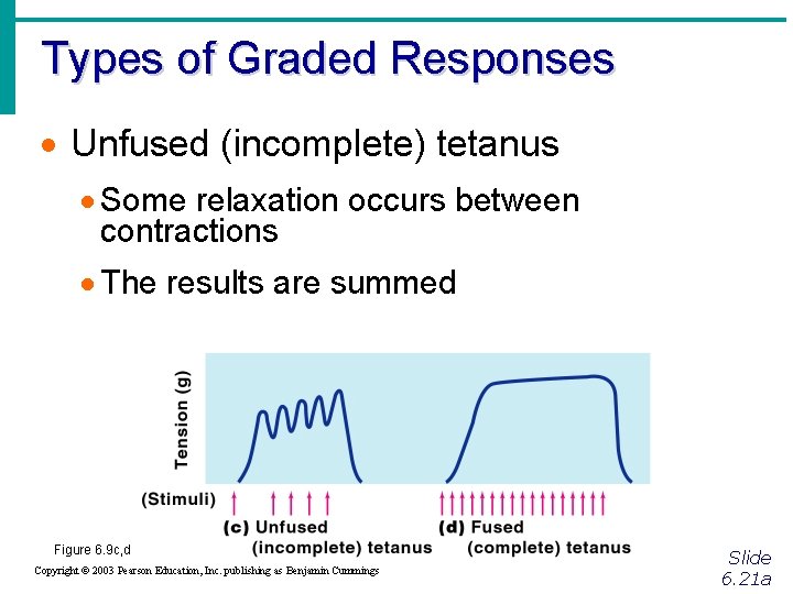 Types of Graded Responses · Unfused (incomplete) tetanus · Some relaxation occurs between contractions