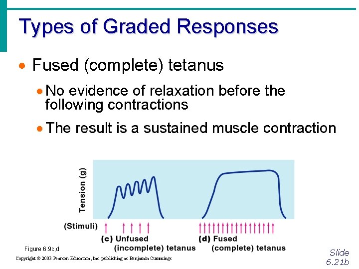 Types of Graded Responses · Fused (complete) tetanus · No evidence of relaxation before