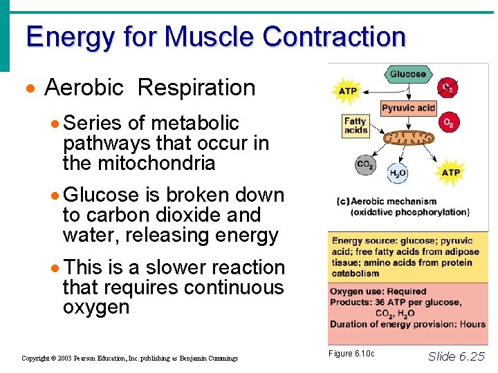 Energy for Muscle Contraction · Aerobic Respiration · Series of metabolic pathways that occur