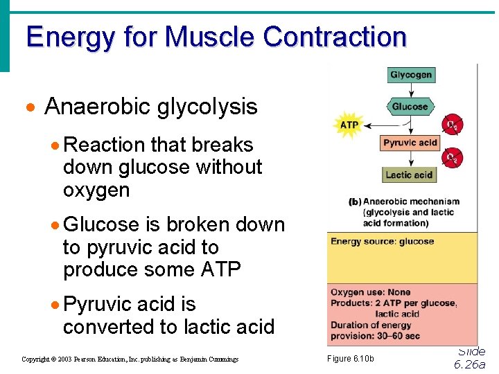 Energy for Muscle Contraction · Anaerobic glycolysis · Reaction that breaks down glucose without