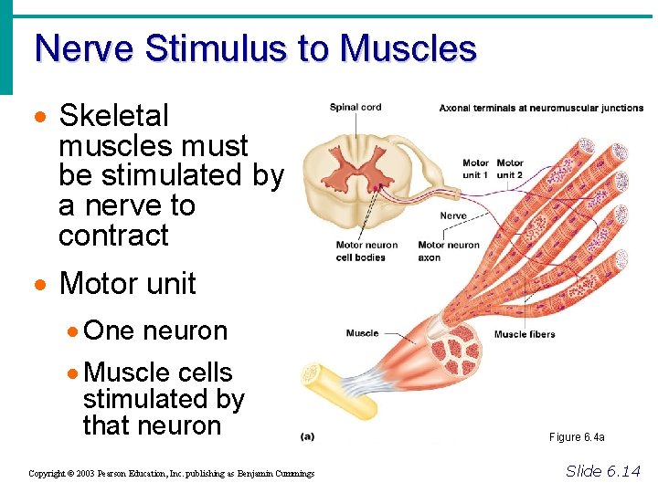 Nerve Stimulus to Muscles · Skeletal muscles must be stimulated by a nerve to