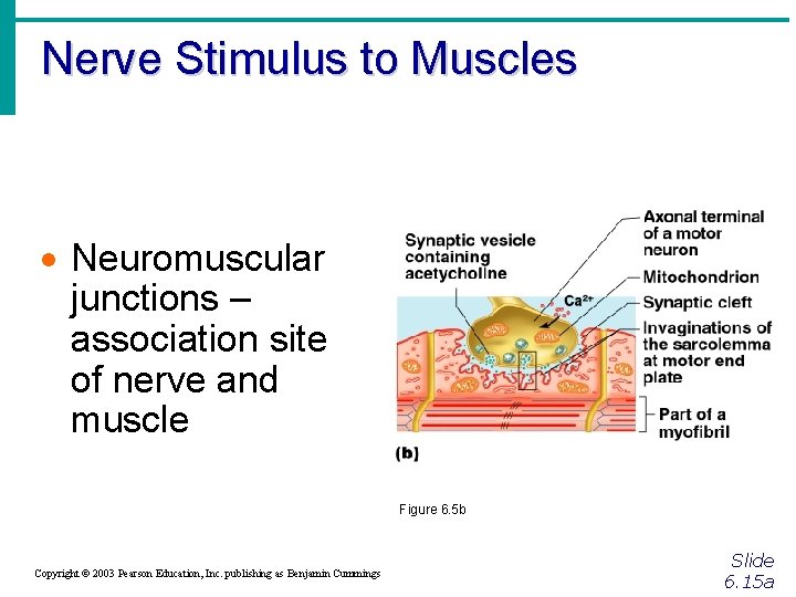 Nerve Stimulus to Muscles · Neuromuscular junctions – association site of nerve and muscle