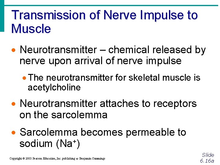 Transmission of Nerve Impulse to Muscle · Neurotransmitter – chemical released by nerve upon