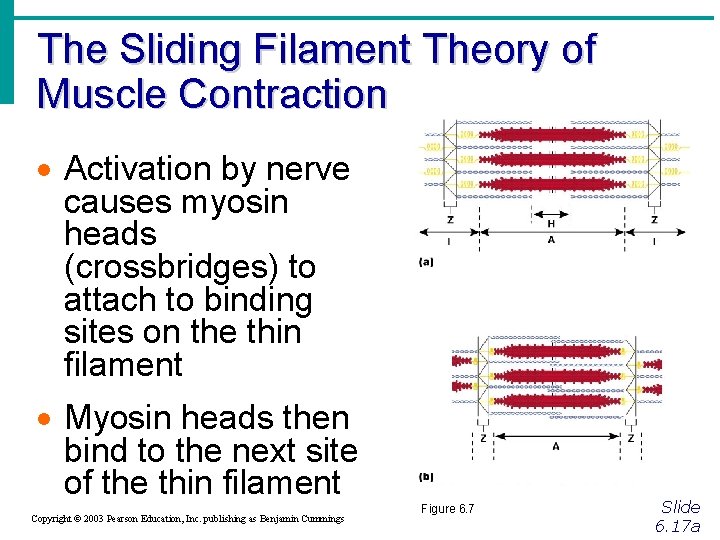 The Sliding Filament Theory of Muscle Contraction · Activation by nerve causes myosin heads