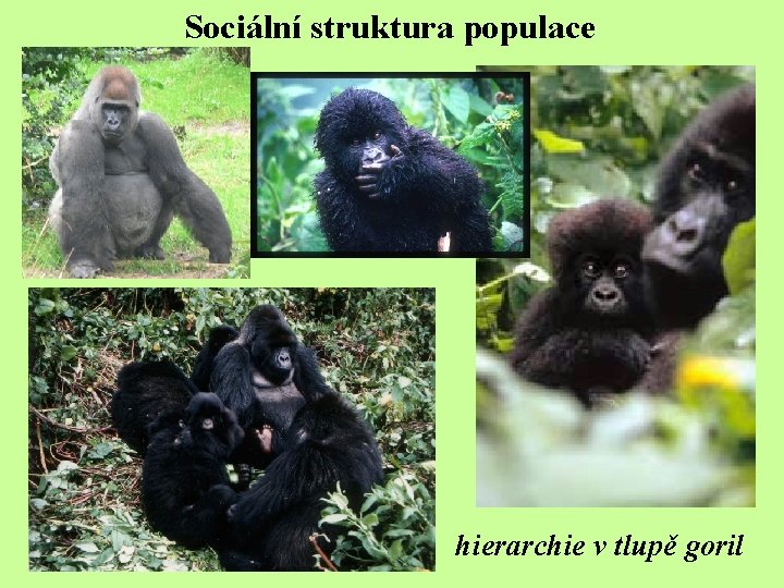 Sociální struktura populace hierarchie v tlupě goril 