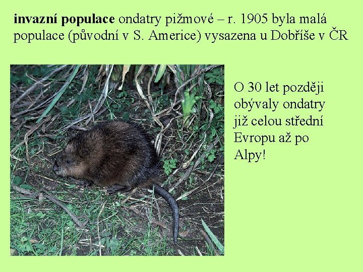 invazní populace ondatry pižmové – r. 1905 byla malá populace (původní v S. Americe)