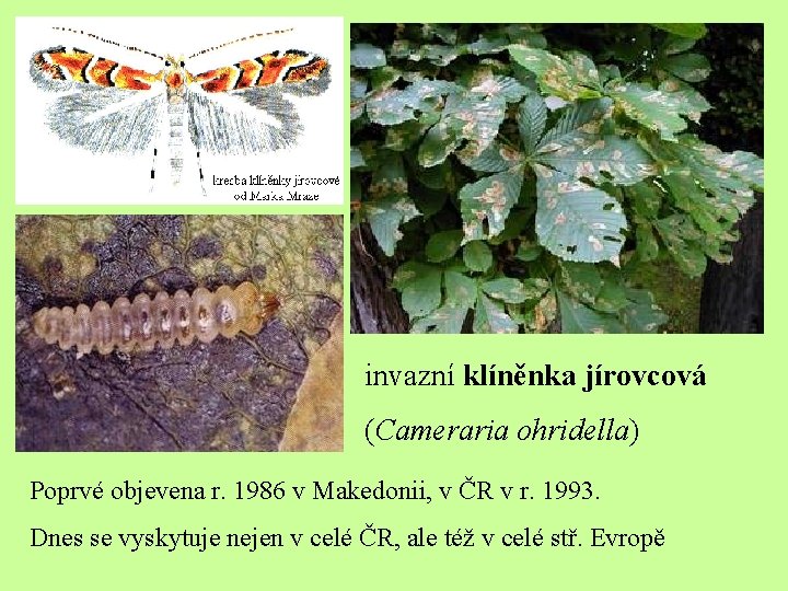 invazní klíněnka jírovcová (Cameraria ohridella) Poprvé objevena r. 1986 v Makedonii, v ČR v