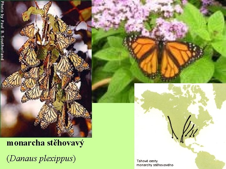 monarcha stěhovavý (Danaus plexippus) 