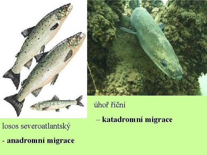 úhoř říční losos severoatlantský - anadromní migrace – katadromní migrace 