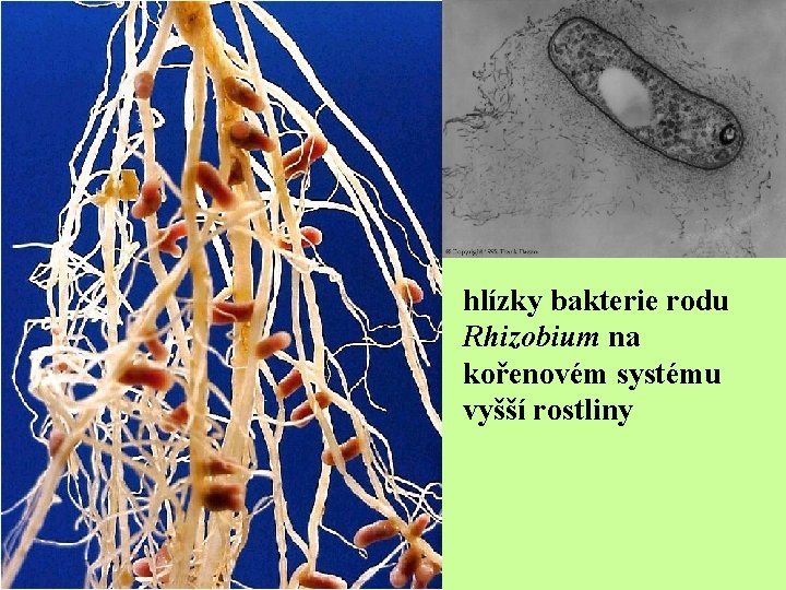 hlízky bakterie rodu Rhizobium na kořenovém systému vyšší rostliny 