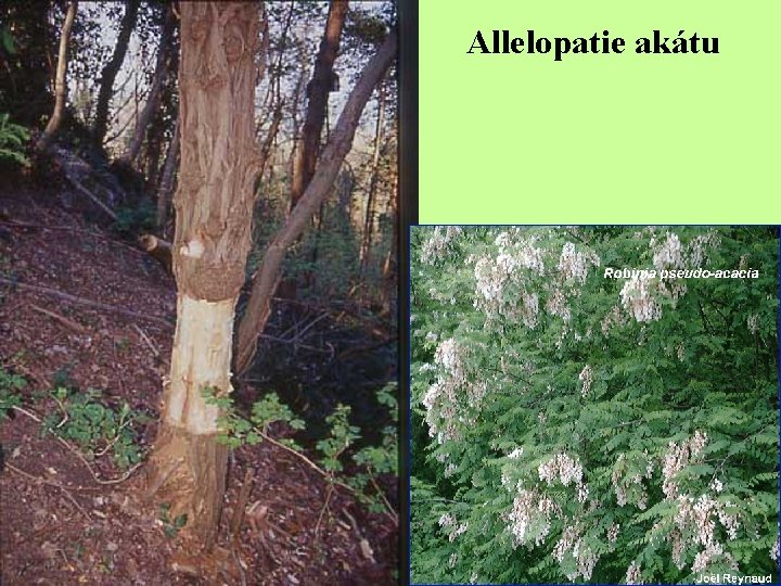 Allelopatie akátu 