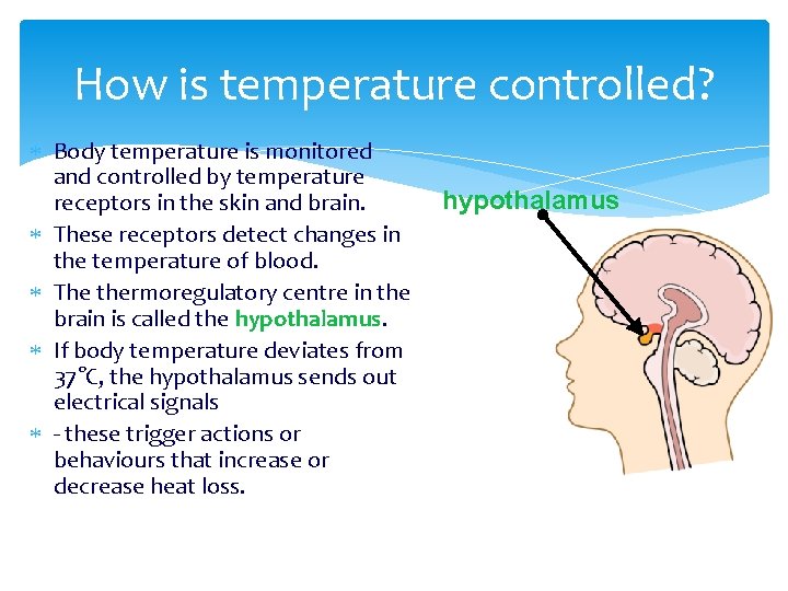 How is temperature controlled? Body temperature is monitored and controlled by temperature receptors in