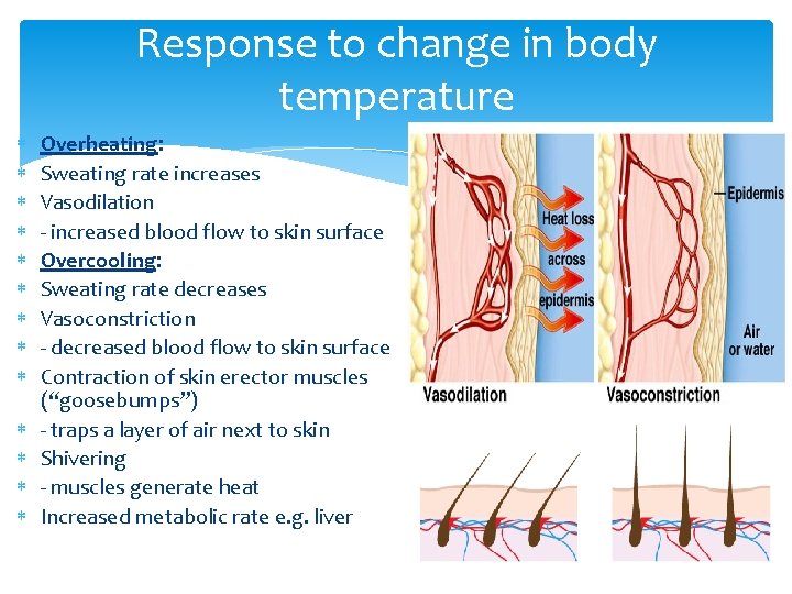 Response to change in body temperature Overheating: Sweating rate increases Vasodilation - increased blood