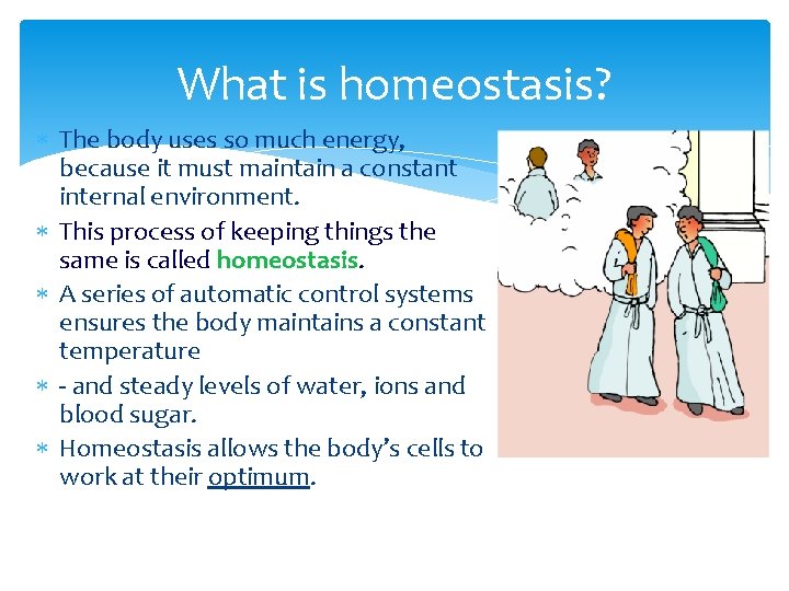 What is homeostasis? The body uses so much energy, because it must maintain a