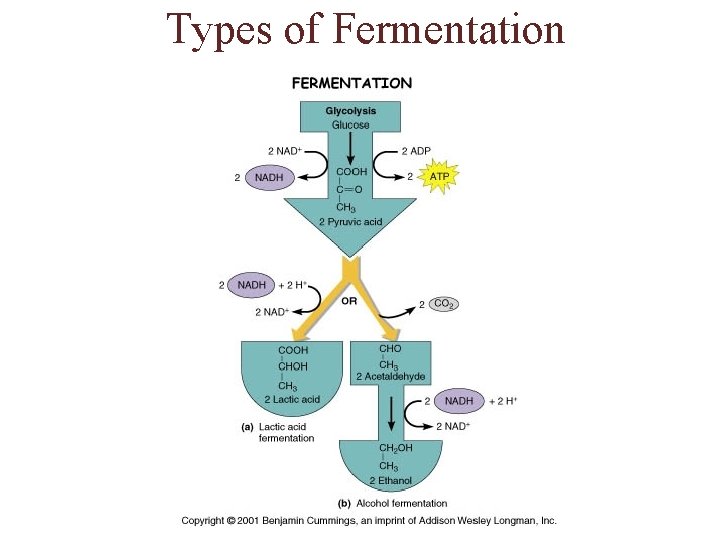 Types of Fermentation 