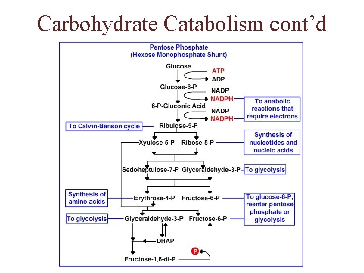 Carbohydrate Catabolism cont’d 
