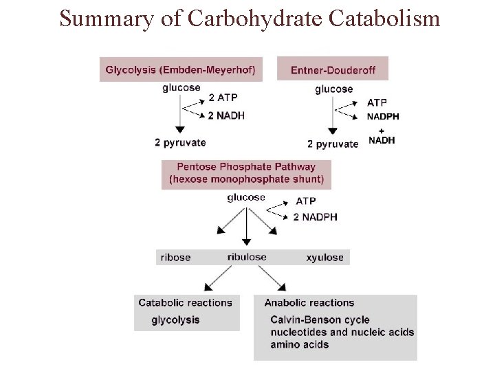 Summary of Carbohydrate Catabolism 