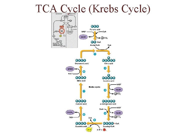 TCA Cycle (Krebs Cycle) 