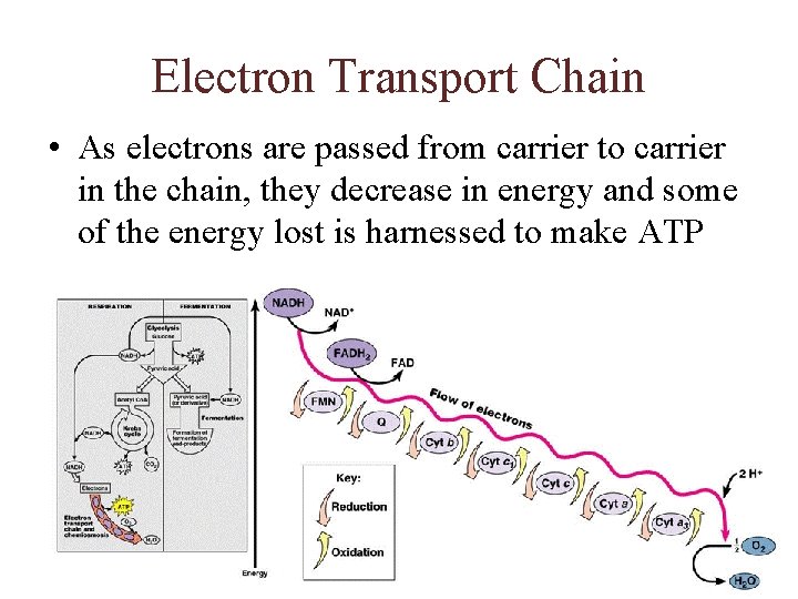 Electron Transport Chain • As electrons are passed from carrier to carrier in the