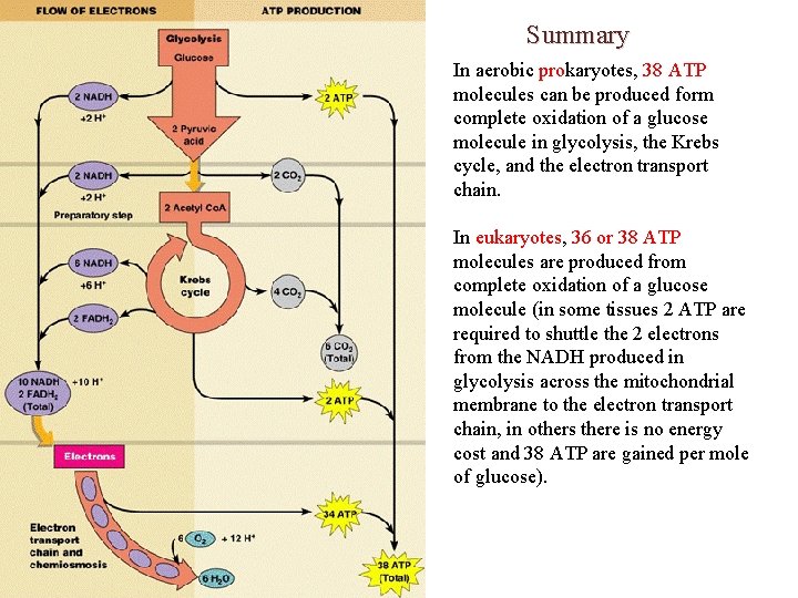 Summary In aerobic prokaryotes, 38 ATP molecules can be produced form complete oxidation of