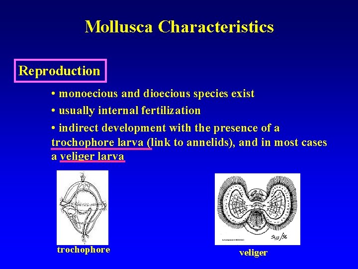 Mollusca Characteristics Reproduction • monoecious and dioecious species exist • usually internal fertilization •