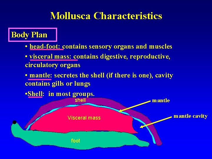 Mollusca Characteristics Body Plan • head-foot: contains sensory organs and muscles • visceral mass: