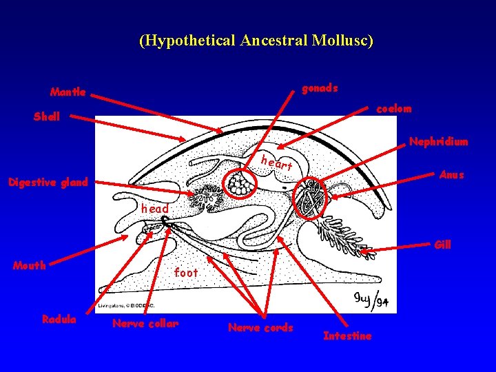 (Hypothetical Ancestral Mollusc) gonads Mantle coelom Shell Nephridium hear t Digestive gland Anus head