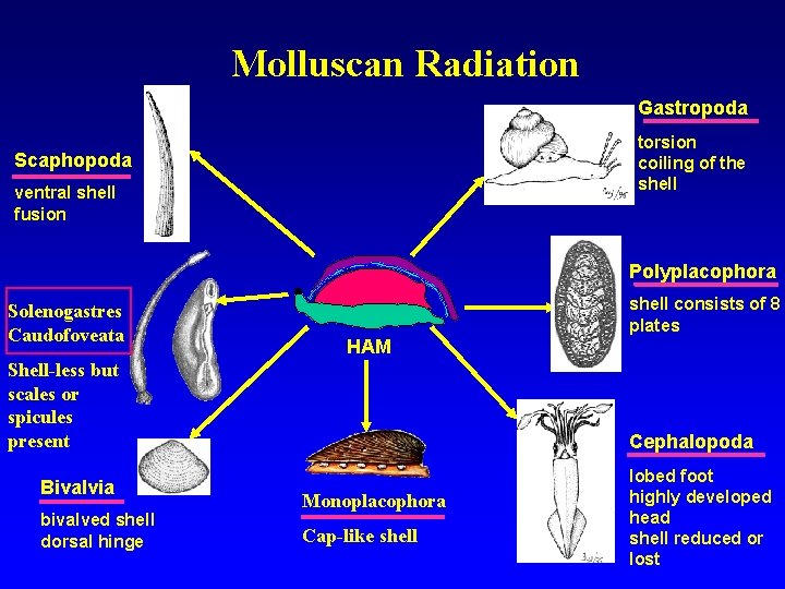 Molluscan Radiation Gastropoda torsion coiling of the shell Scaphopoda ventral shell fusion Polyplacophora Solenogastres