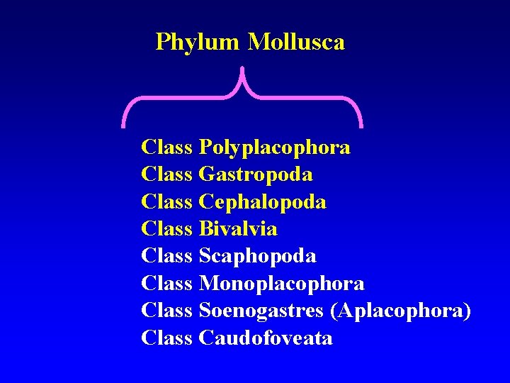 Phylum Mollusca Class Polyplacophora Class Gastropoda Class Cephalopoda Class Bivalvia Class Scaphopoda Class Monoplacophora