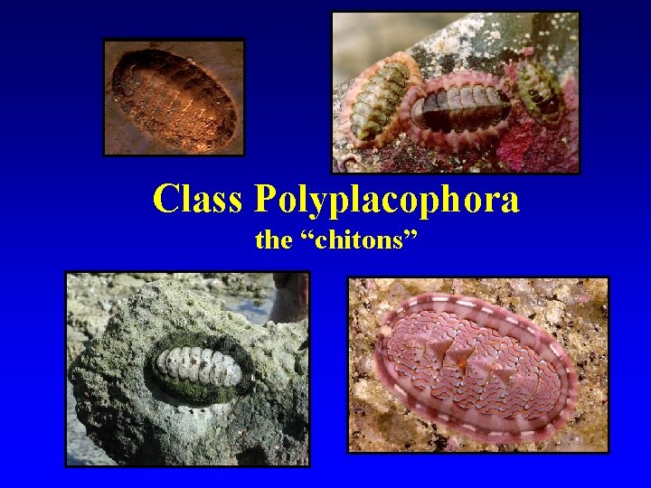 Class Polyplacophora the “chitons” 