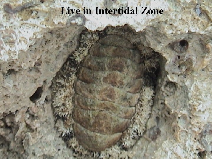 Live in Intertidal Zone 