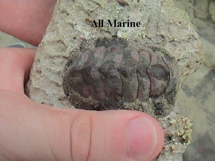 All Marine 