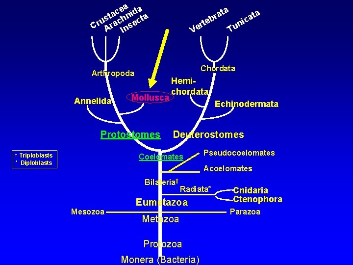 ea ida c sta chn cta u Cr Ara Inse Mollusca Protostomes Triploblasts *