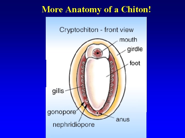 More Anatomy of a Chiton! 