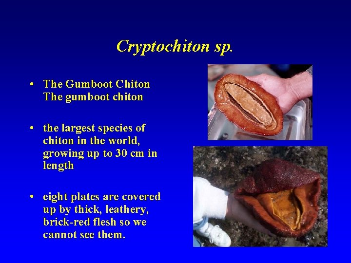 Cryptochiton sp. • The Gumboot Chiton The gumboot chiton • the largest species of