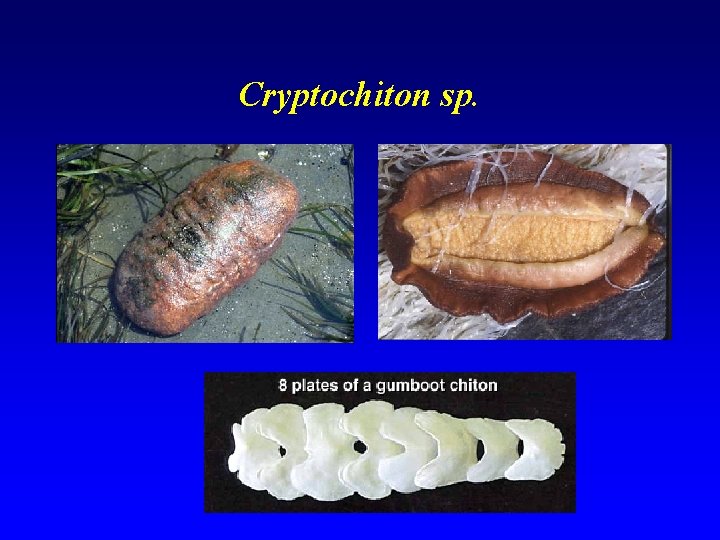 Cryptochiton sp. 