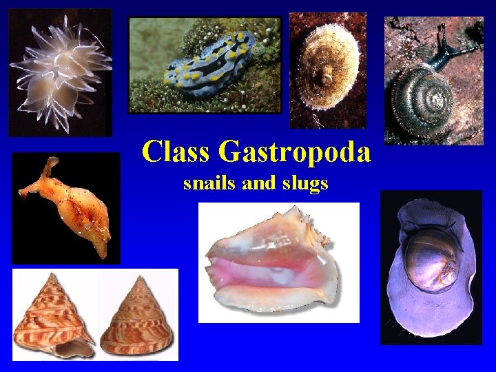 Class Gastropoda snails and slugs 