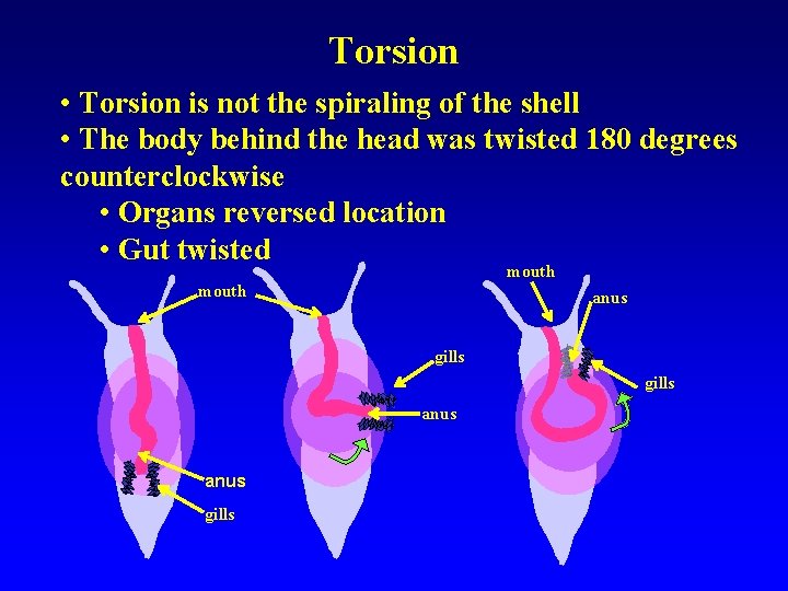 Torsion • Torsion is not the spiraling of the shell • The body behind