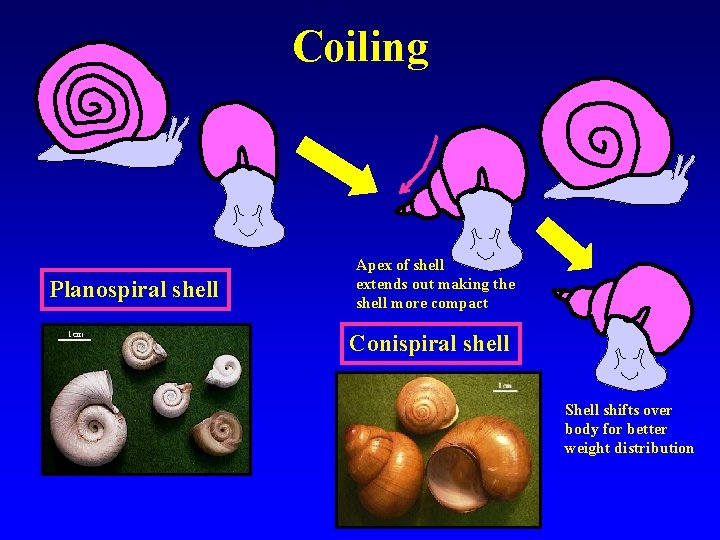 Coiling Planospiral shell Apex of shell extends out making the shell more compact Conispiral